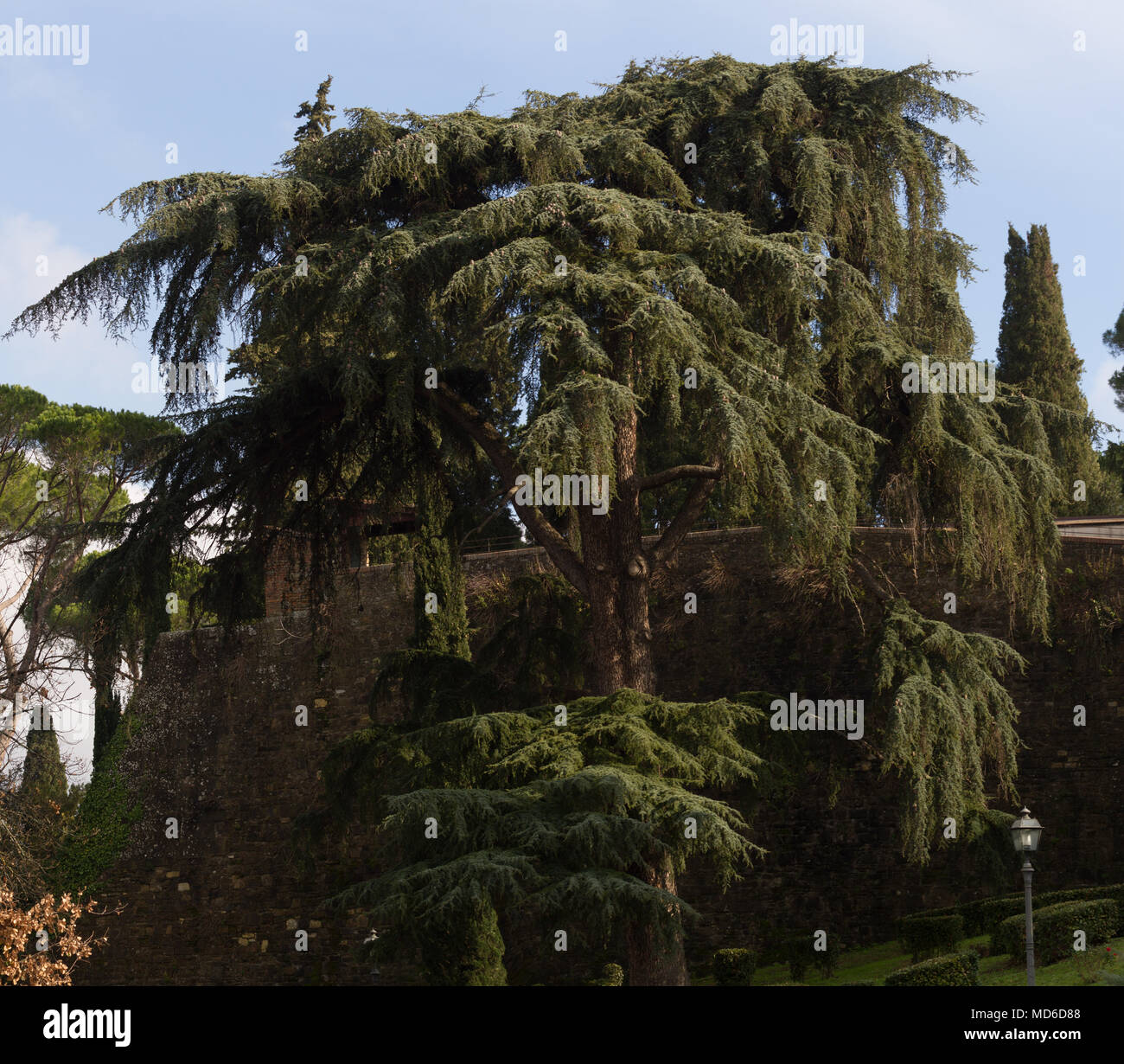 Cypress of lebanon hires stock photography and images Alamy