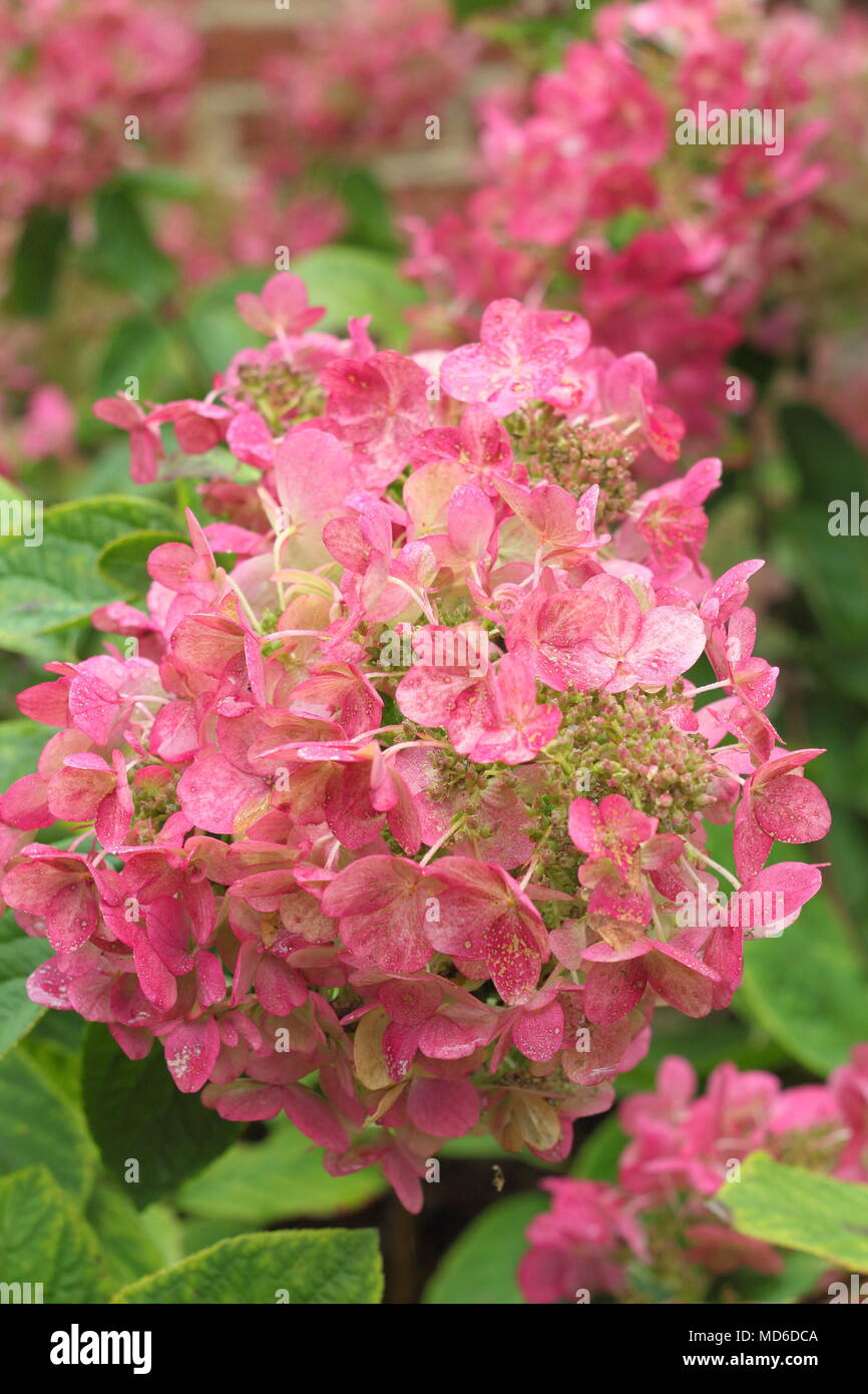 Hydrangea paniculata 'Magical Flame' flowers in full bloom in an English garden in late summer, UK Stock Photo