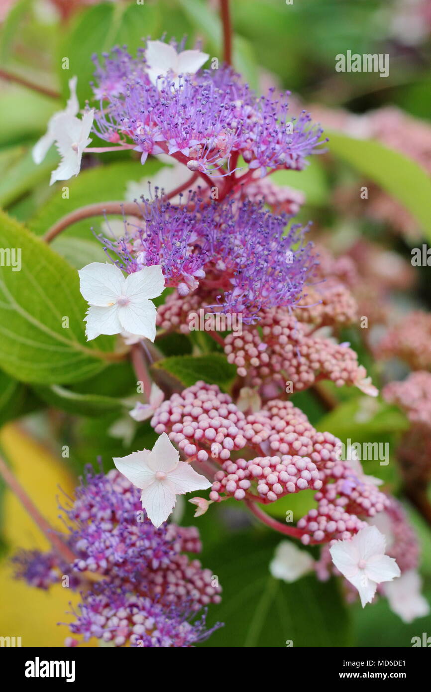Hydrangea paniculata 'Mid Late Summer',  flower in full bloom in an English garden in late summer, UK Stock Photo