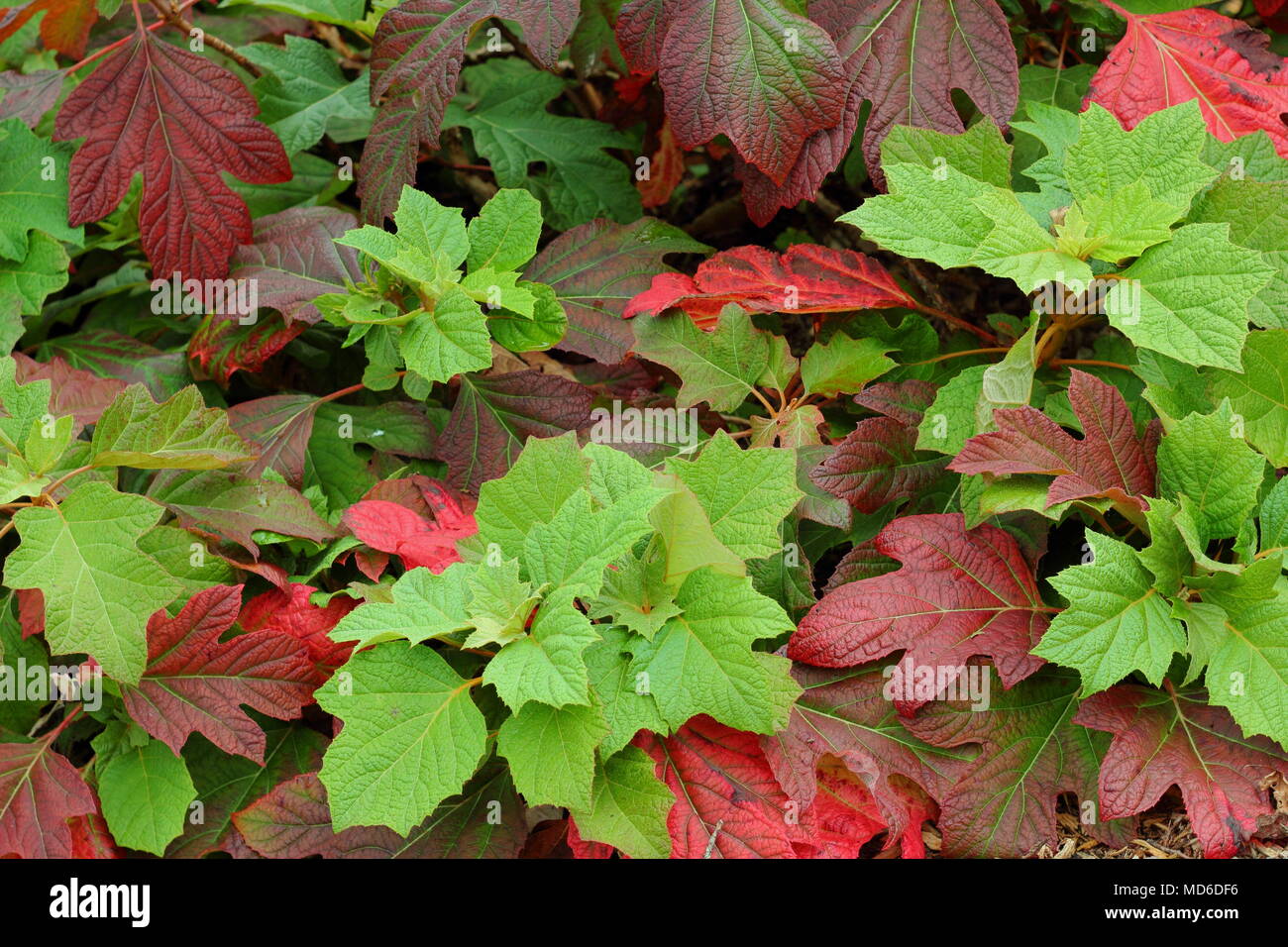 Hydrangea quercifola 'Snow Queen' leaves showing autumnal tints in an English garden border, UK Stock Photo