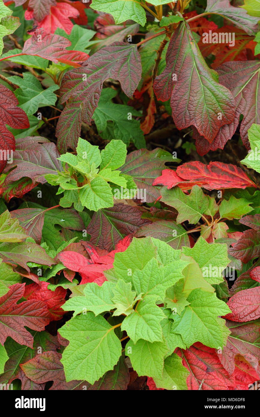 Hydrangea quercifola 'Snow Queen' leaves showing autumnal tints in an English garden border, UK Stock Photo