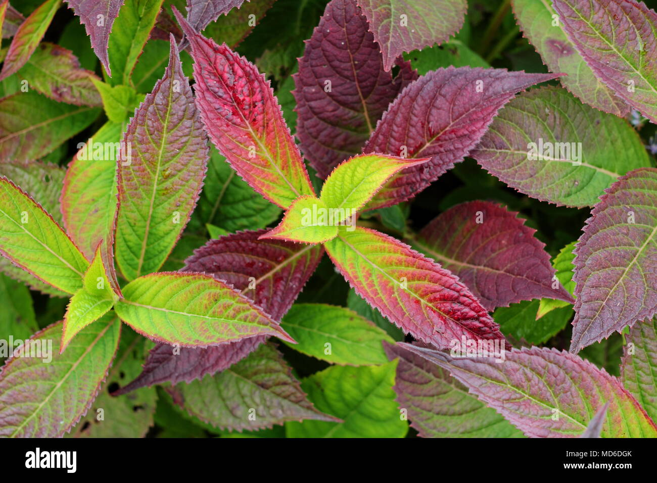 Hydrangea serrata Mount Aso, also called Mont Aso leaves showing autumn foliage in an English garden in late summer, UK Stock Photo