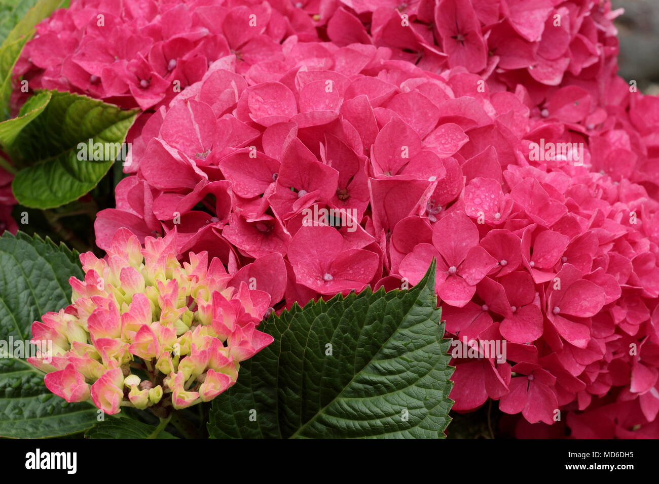 Hydrangea Macrophylla Amour Toujours Flower In Full Bloom In An English Garden In Late Summer Uk Stock Photo Alamy Hydrangea Macrophylla Amour Toujours Flower In Full Bloom In An English Garden In Late Summer Uk Stock Photo Alamy