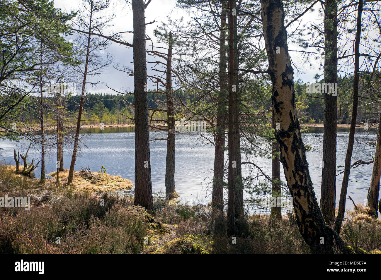 Uath Lochans, Inshriach Forest, Glenfeshie south of Kincraig in Cairngorm National Park. Stock Photo