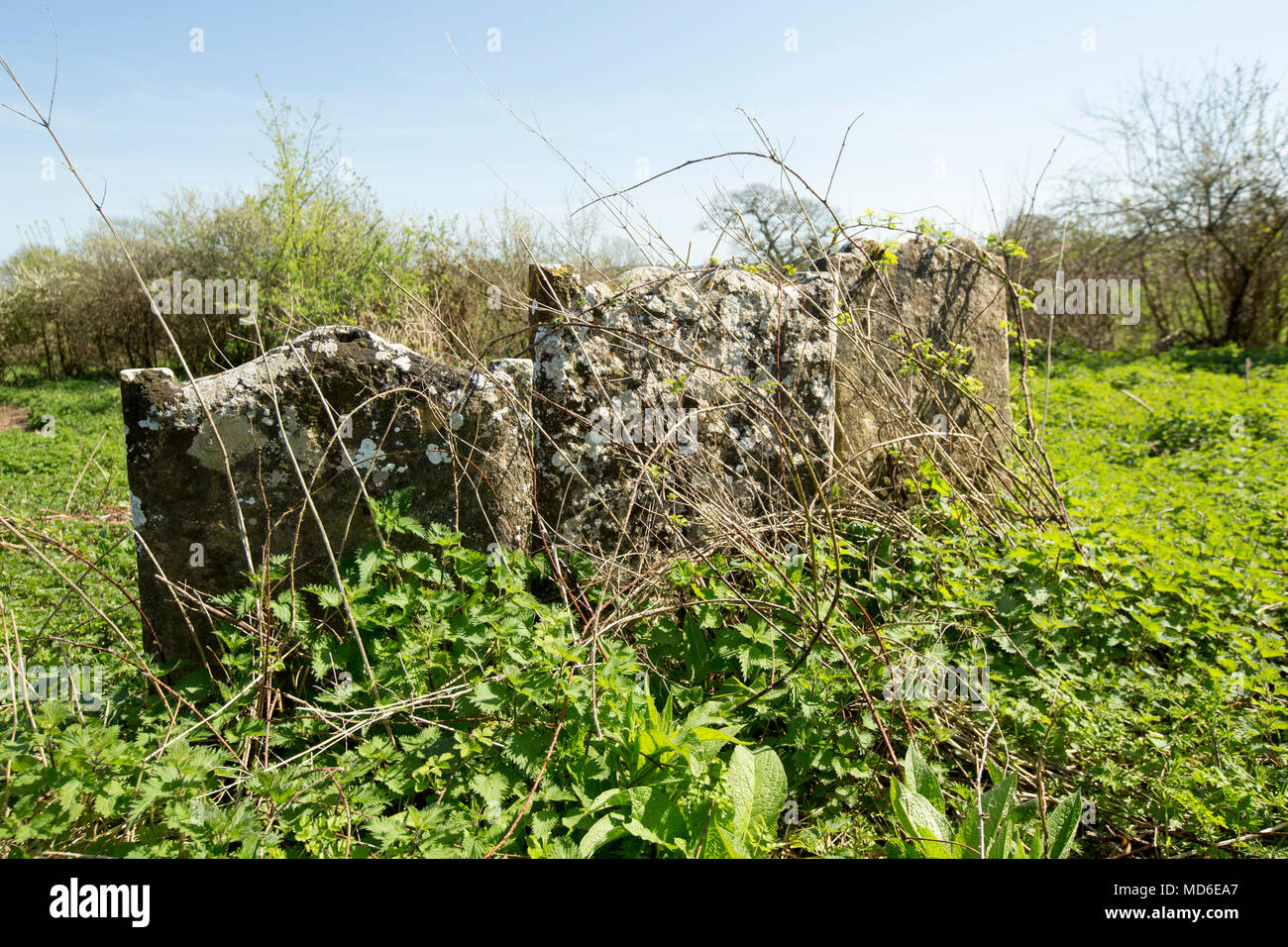 Gravestones in the remains of St Mary’s Church and graveyard East Stoke Dorset England UK. A sign at the site states that most of the church dates bac Stock Photo