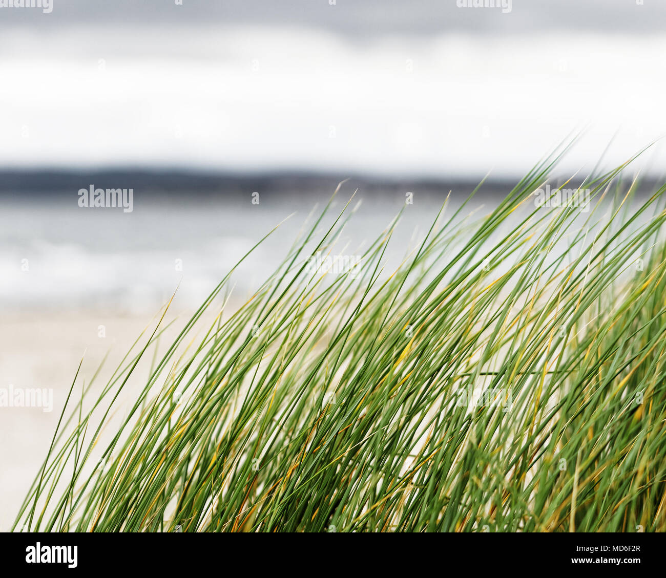 Dune grass on the Baltic Sea beach is moved by the wind, behind a contrasting sky - Location: Germany, Baltic Sea, Rügen Island Stock Photo