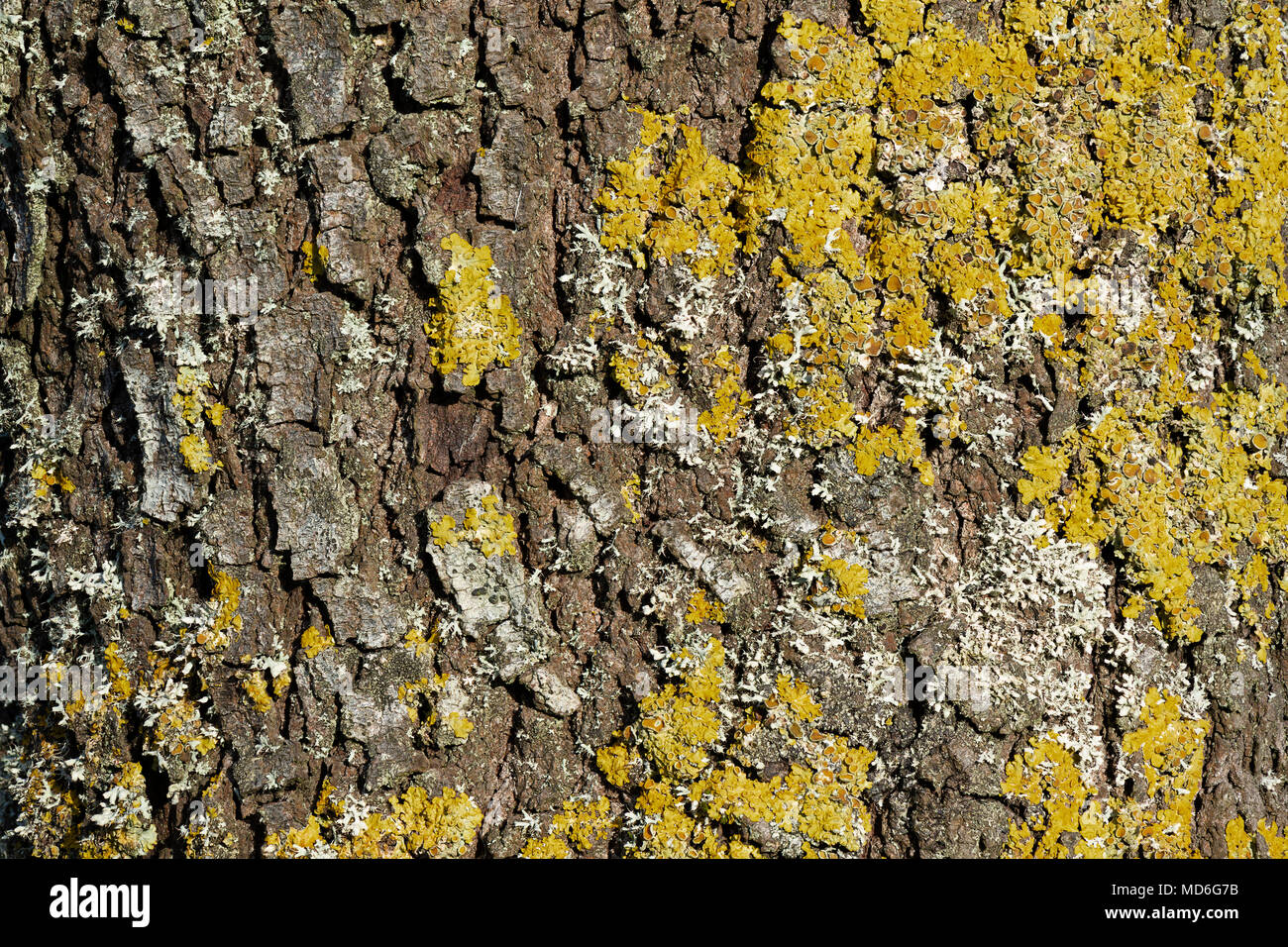 Yellow lichen on the bark of a tree trunk Stock Photo