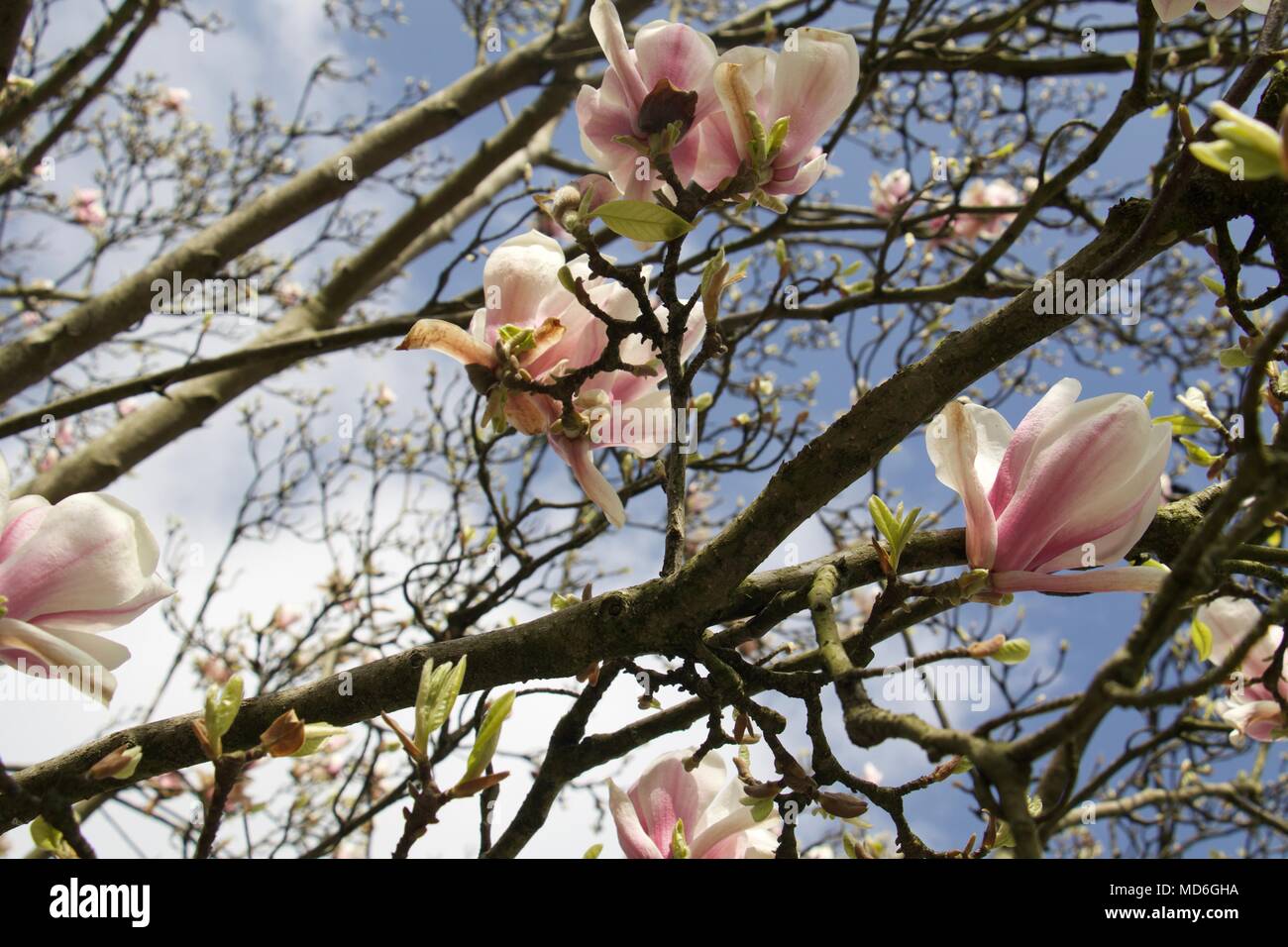 Spring magnolia tree hi-res stock photography and images - Alamy