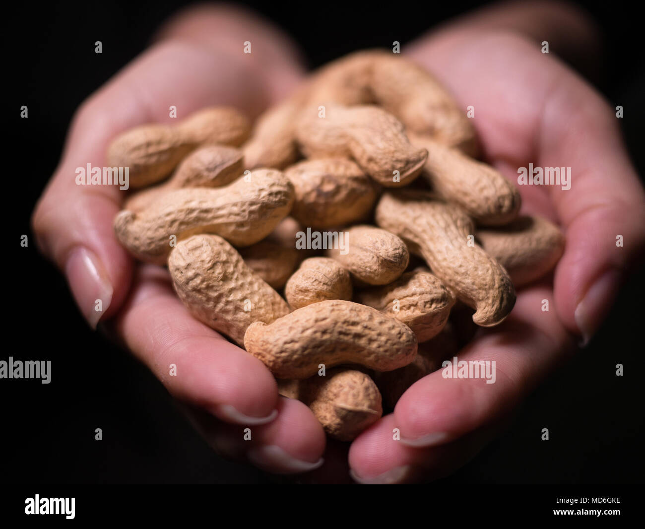 Woman's hands cupped holding a pile of fresh roasted unshelled peanuts with dark background and shallow focus. Stock Photo