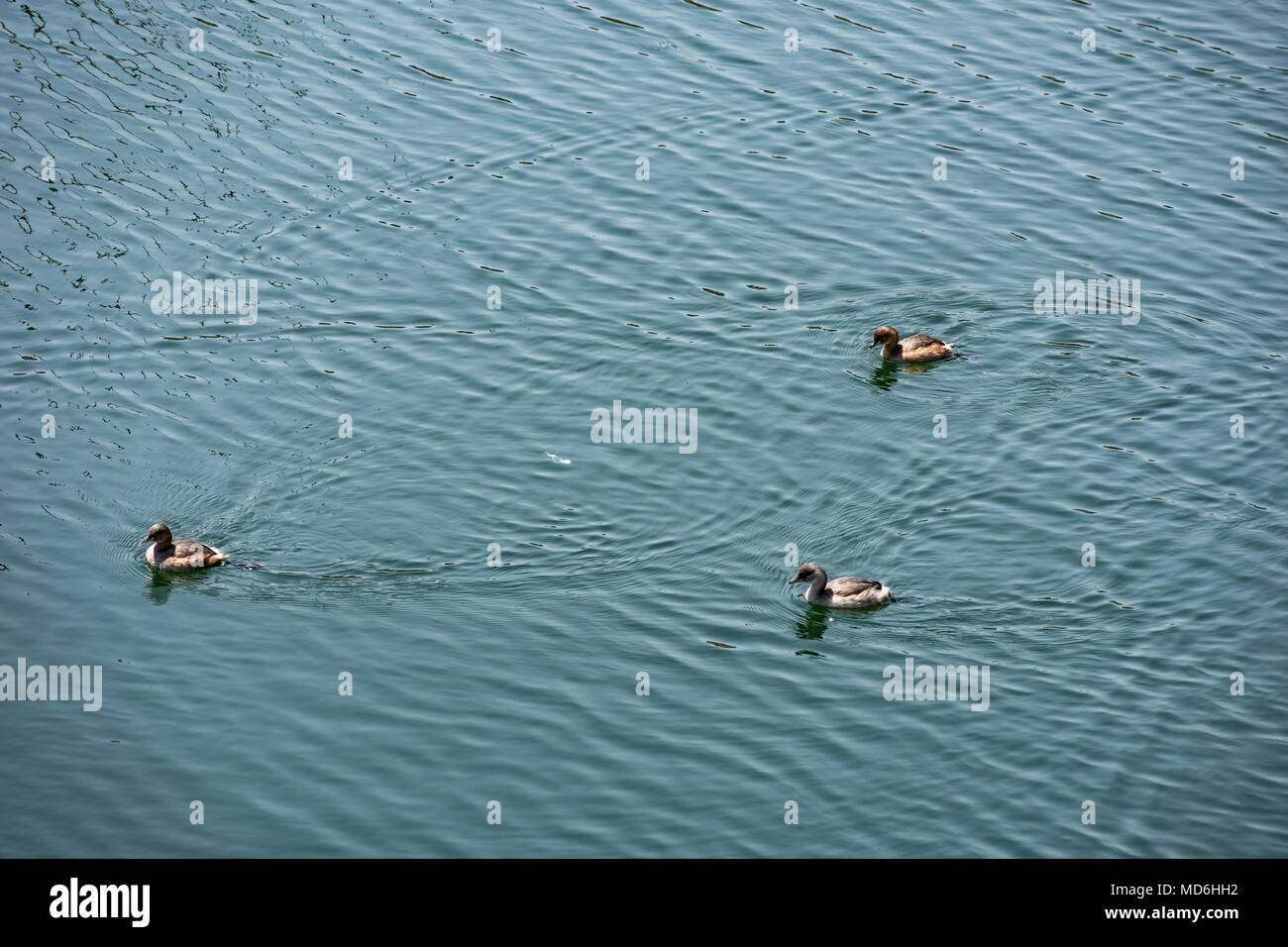 A group of duck swimming  & playing in a  water reservoir looking beautiful. Stock Photo