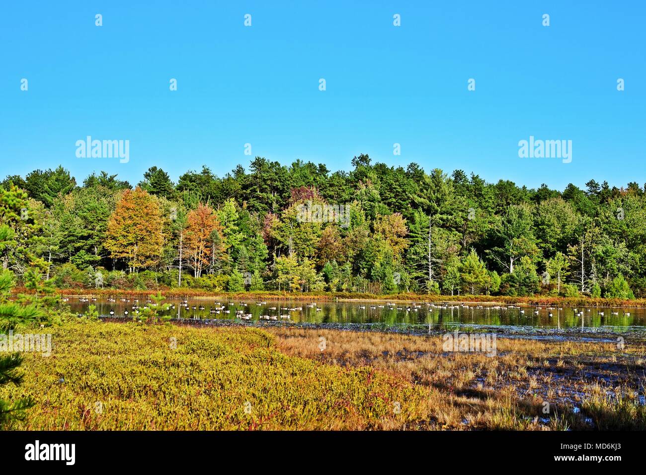 Autumn landscape with canadian geese Stock Photo