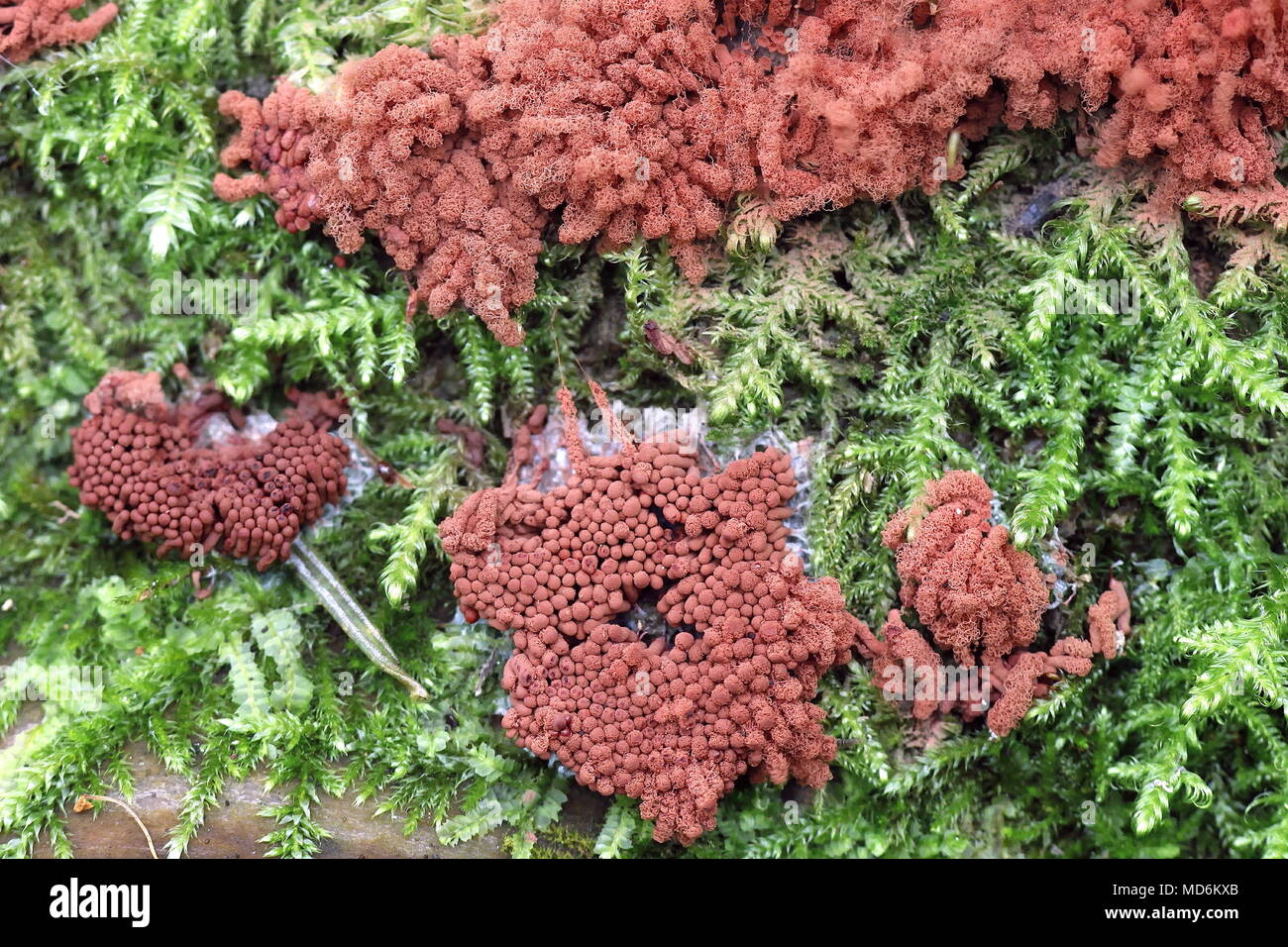 Carnival candy slime mold, Arcyria oerstedtii Stock Photo