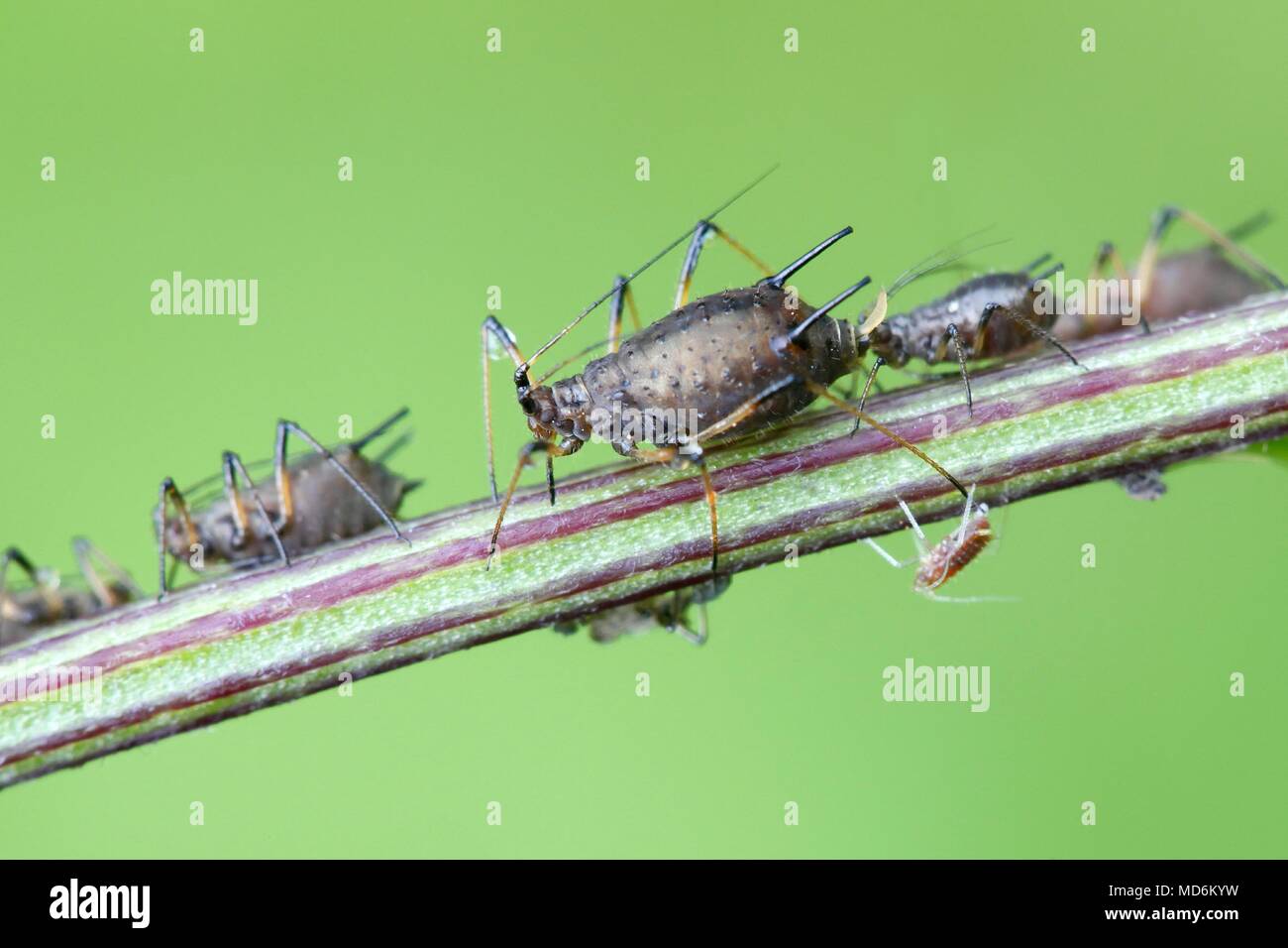 Sap-sucking aphids Stock Photo
