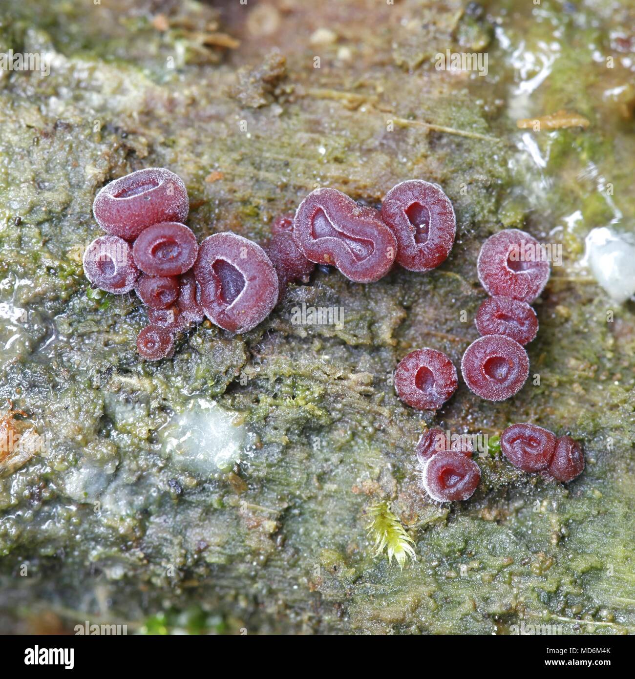 Purple jellydisc or jelly drop, Ascocoryne cylichnium Stock Photo