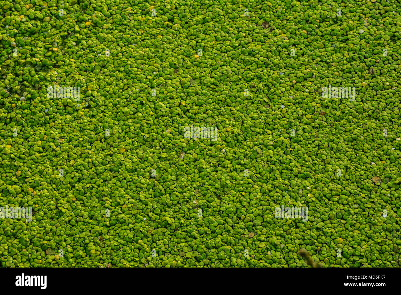 Full framed green water bloom background twxture Stock Photo