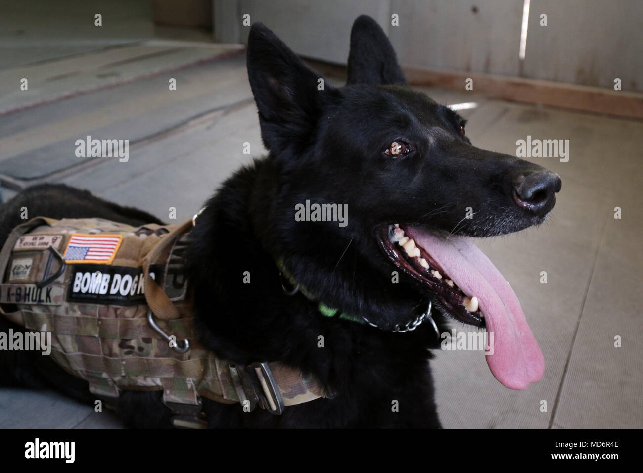 Hulk is a bomb detection dog assigned to American K-9 Detection ...