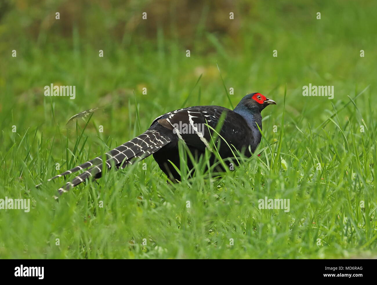 Male adult pheasants hi-res stock photography and images - Alamy
