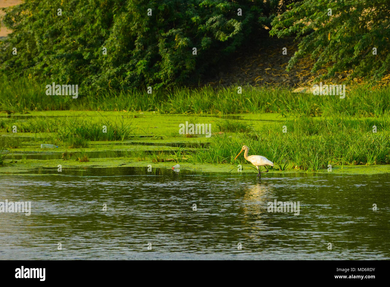 Yellow-billed Spoonbill in green valley lake, Jeddah - Saudi arabia Stock Photo