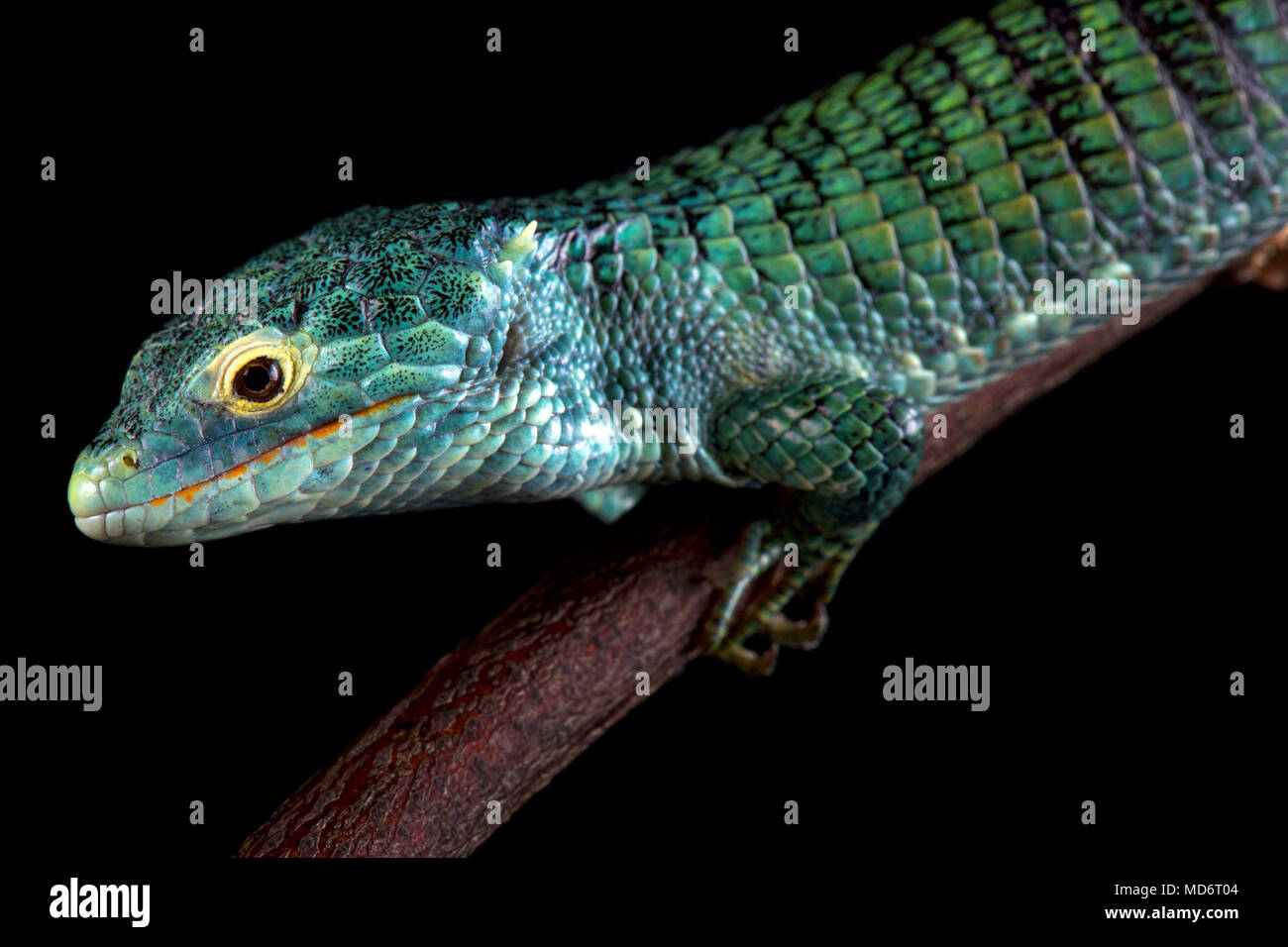 Bocourt's arboreal alligator lizard (Abronia vasconcelosii) is endemic to the Sierra Madre de Chiapas region in Guatemala. Stock Photo