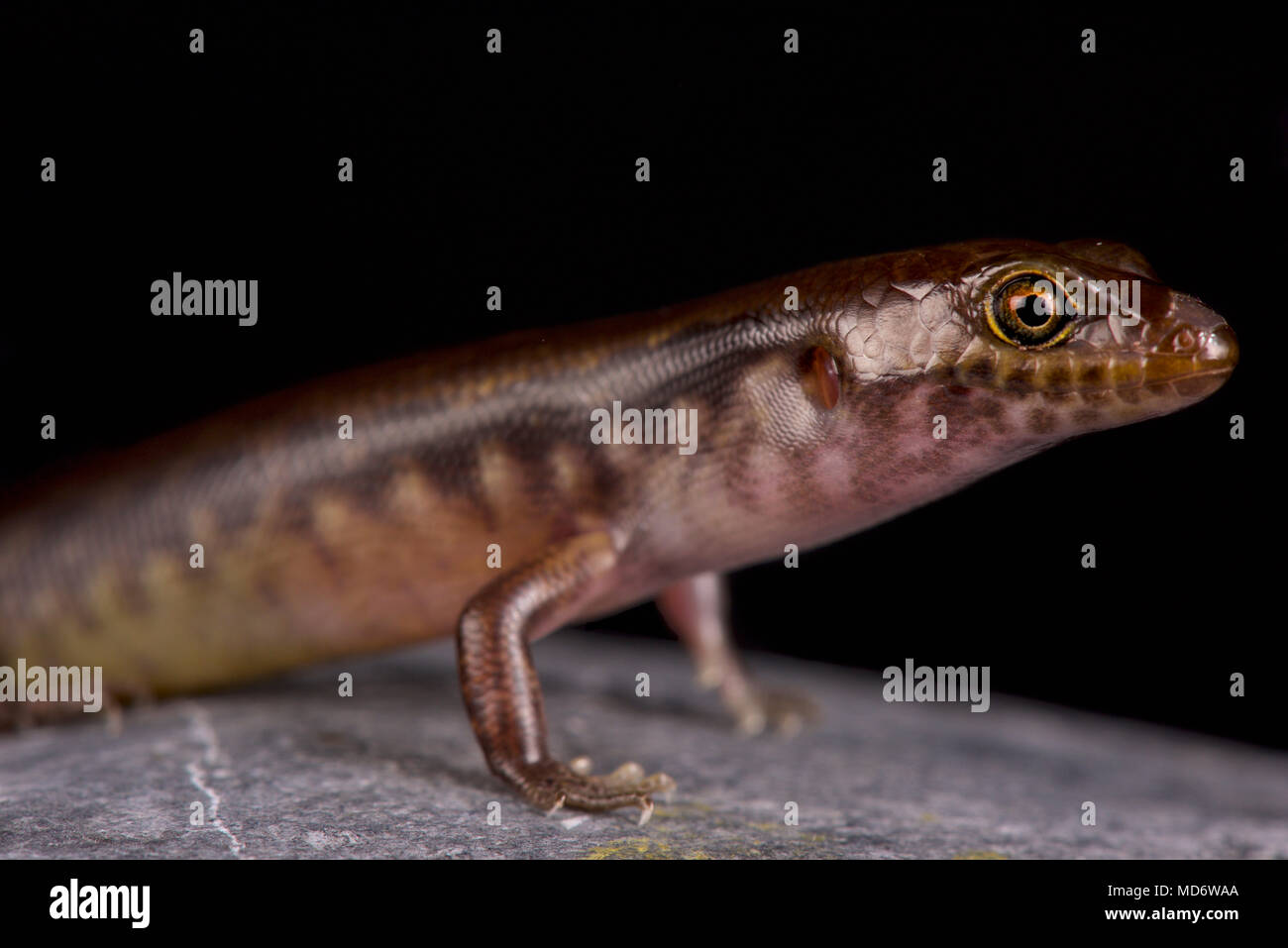 The New Caledonian night skink (Kanakysaurus viviparus) is a recently discovered and described skink species from New Caledonia. They are nocturnal an Stock Photo