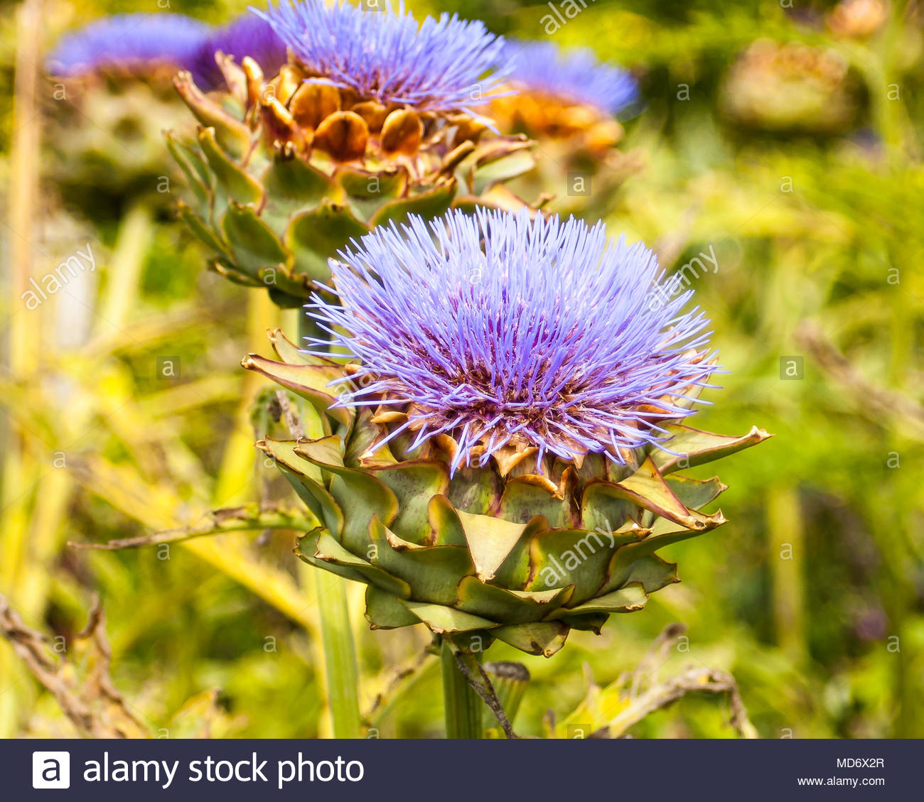 Milk Thistle Stock Photos & Milk Thistle Stock Images Alamy