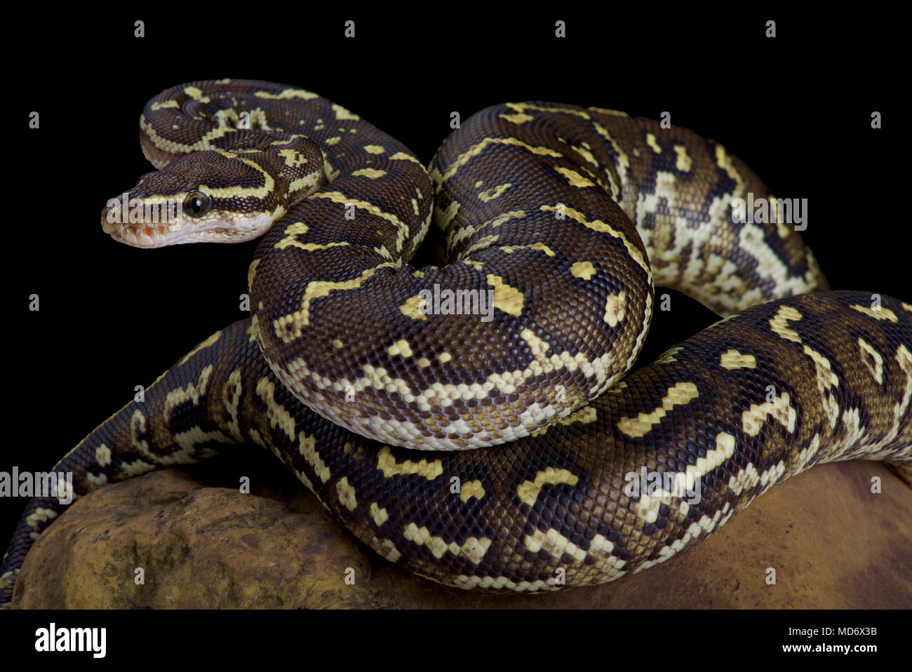 The Angola python, Python anchietae, is a rarely seen python species found in Angola and the extreme north of Namibia. Stock Photo