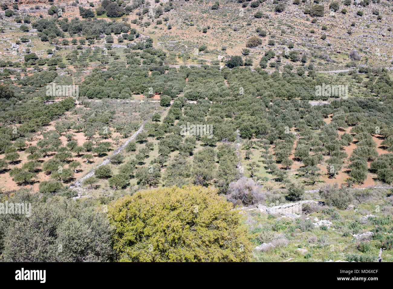 Crete landscape, green hills, blue sky, olive trees and brush. Scenic ...