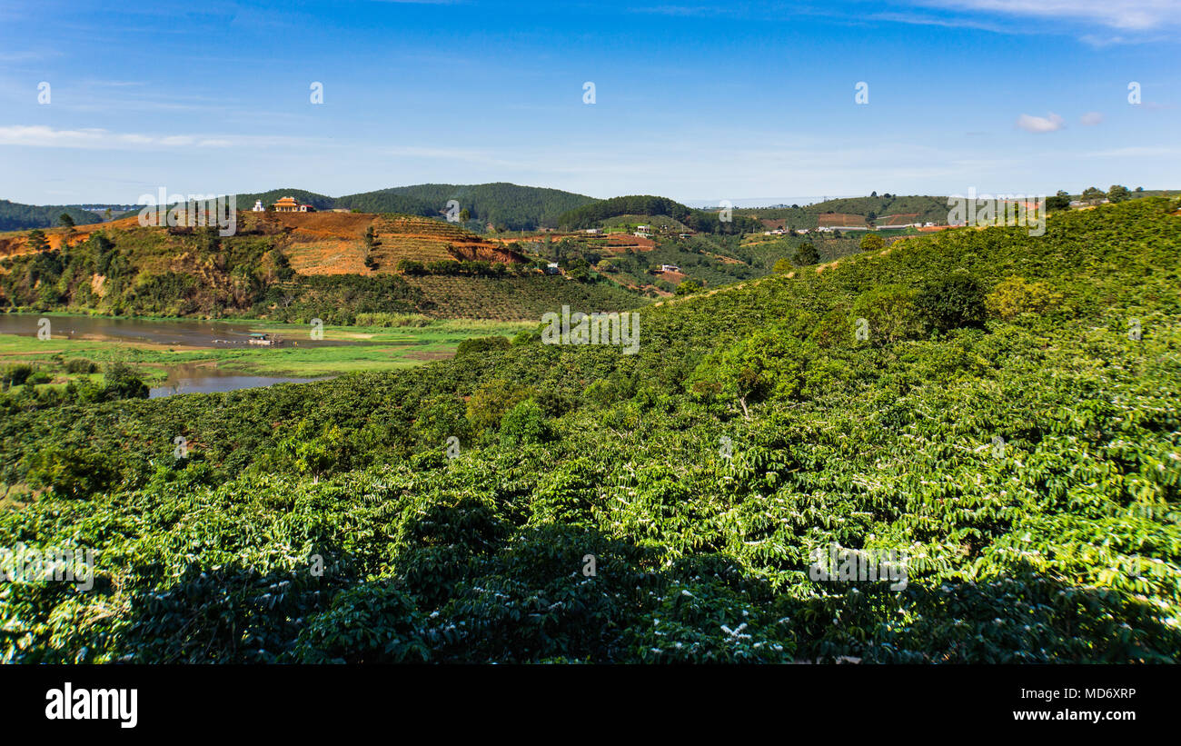 coffee bushes growing in the countryside outside Dalat, Vietnam Stock Photo