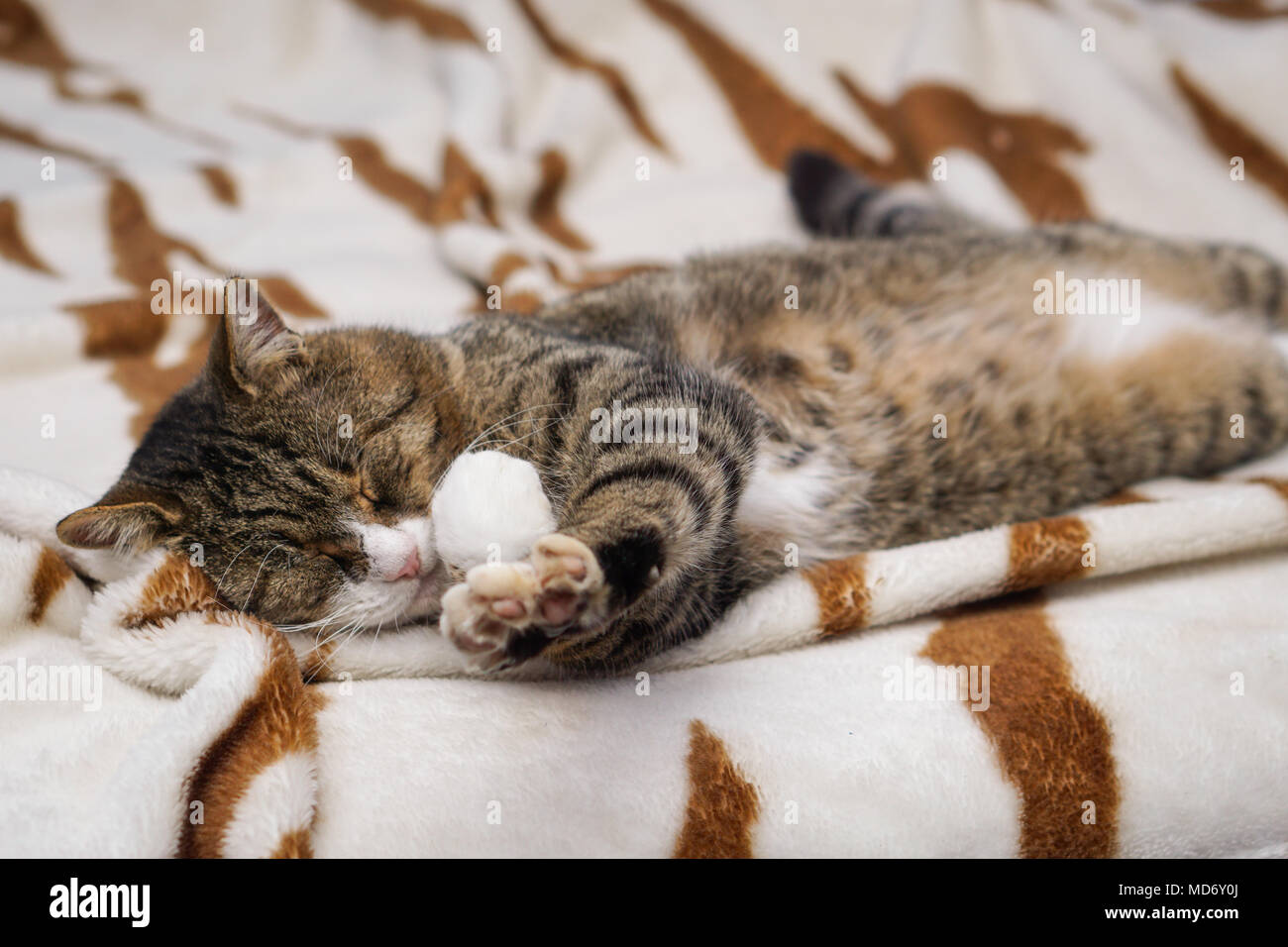 Cat sleep on brown and white zebra carpet on bed Stock Photo Alamy
