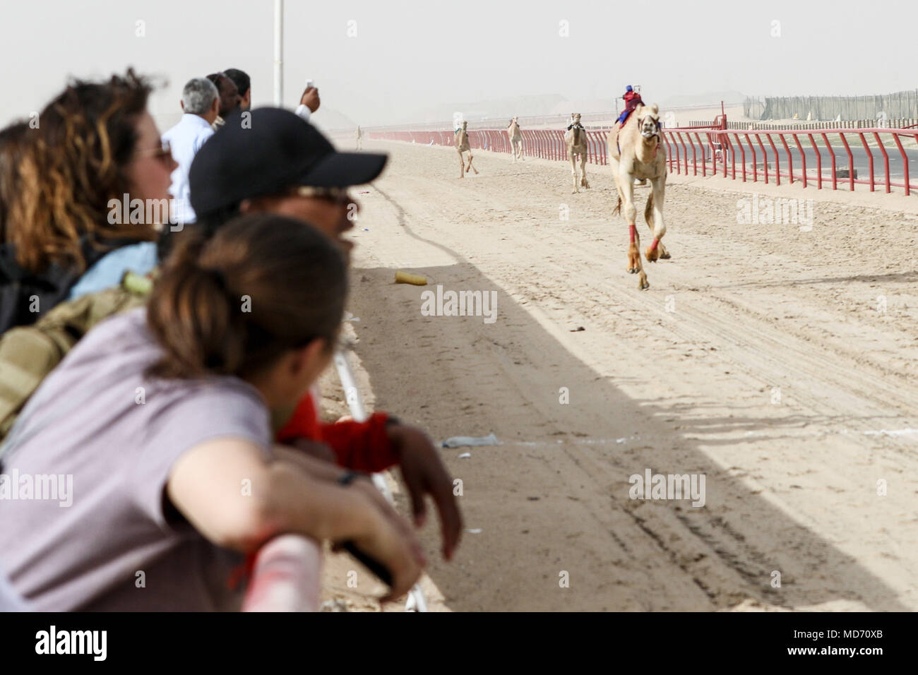 Page 2 - Kuwait Camel High Resolution Stock Photography and Images - Alamy