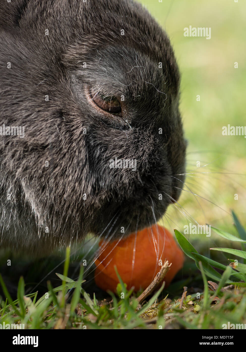 A grey dwarf rabbit sitting in the grass and eating a carrot Stock ...