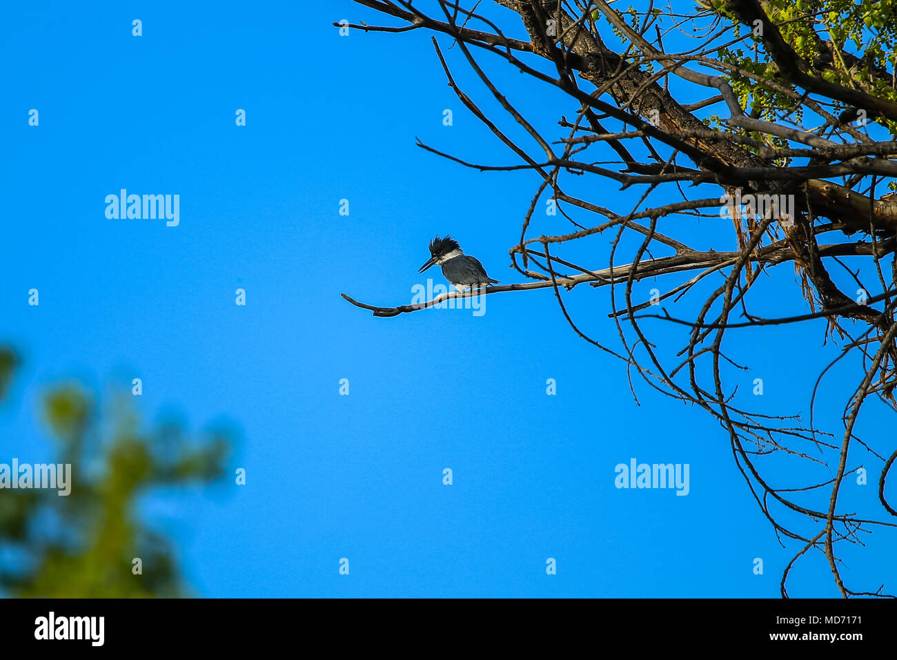 Martin Pescador, Kingfisher  .Cuenca del Rio San Pedro, Naturalia Stock Photo