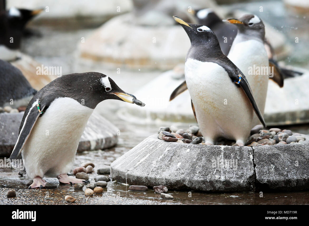 Edinburgh Zoo's Gentoo penguins begin their courtship displays, with the females sitting on nesting rings, the males sift through pebbles looking for the smoothest one to present to their chosen mate. Stock Photo