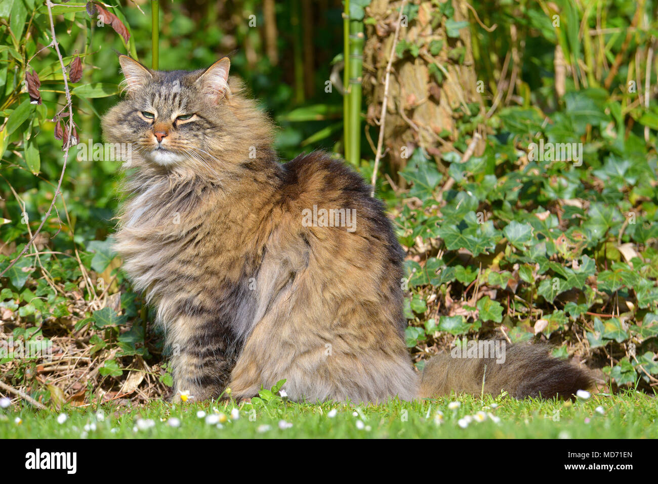 Angora cat (Felis catus) sitting on grass among ivy Stock Photo