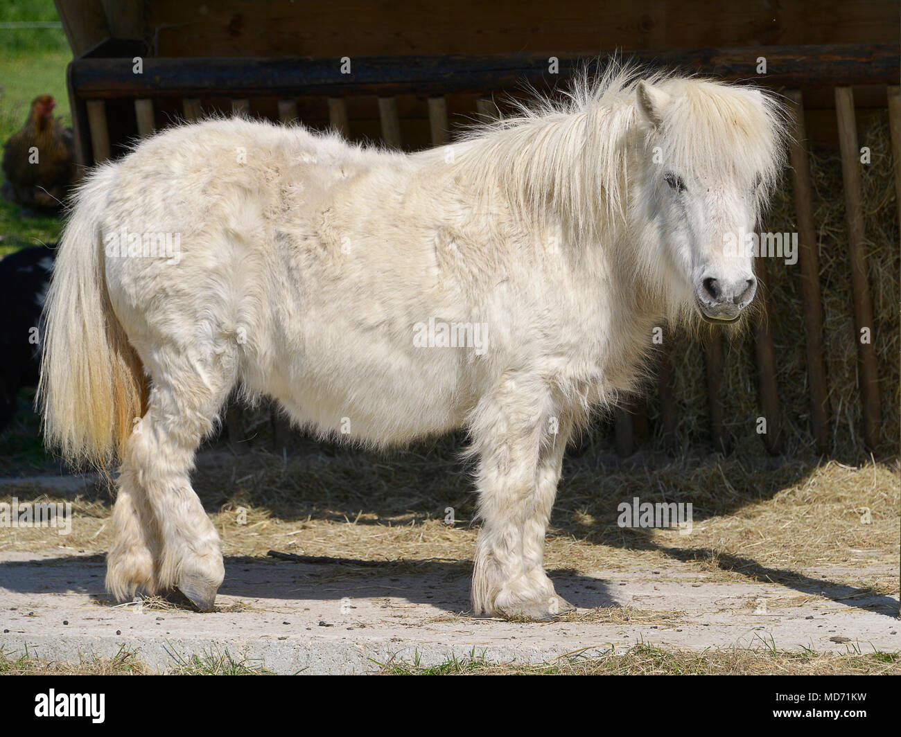 White horse with long hair (Equus caballus) standing and seen from of  profile Stock Photo - Alamy