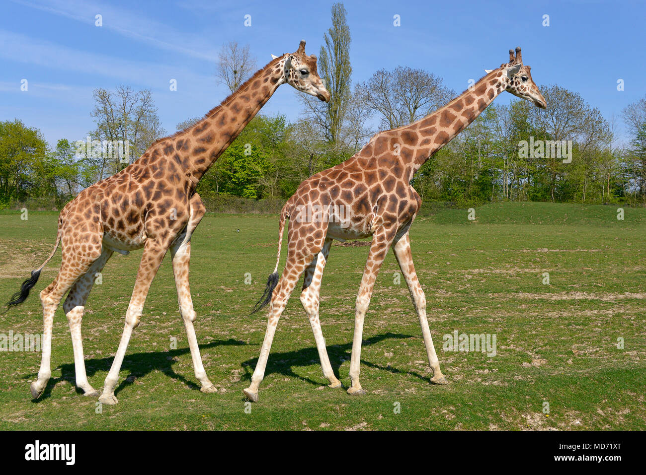 Two giraffes (Giraffa camelopardalis) walking on grass in single file Stock Photo