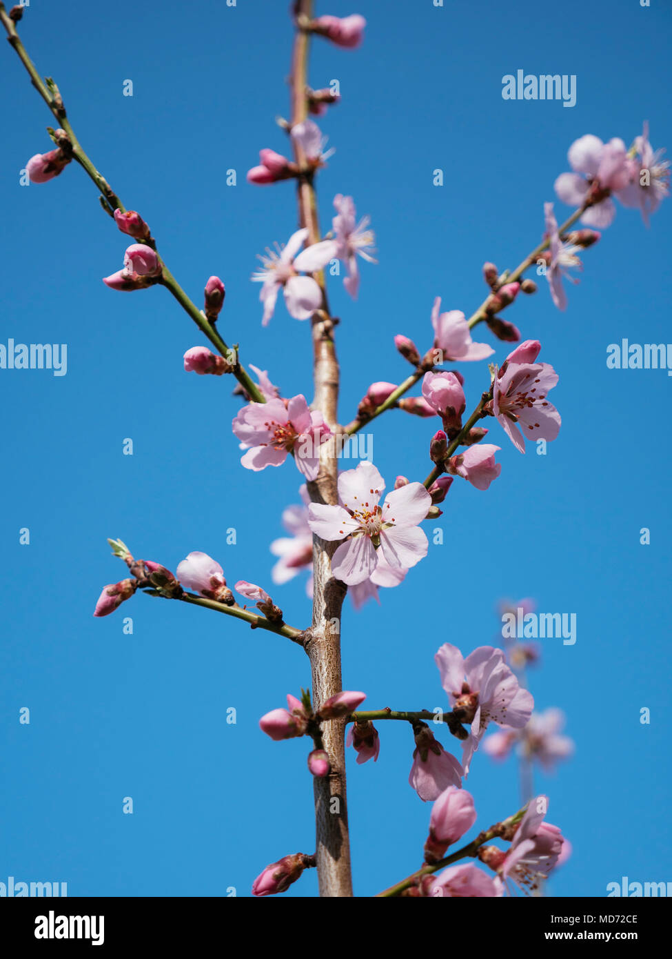 Almond tree in bloom in early spring. Stock Photo