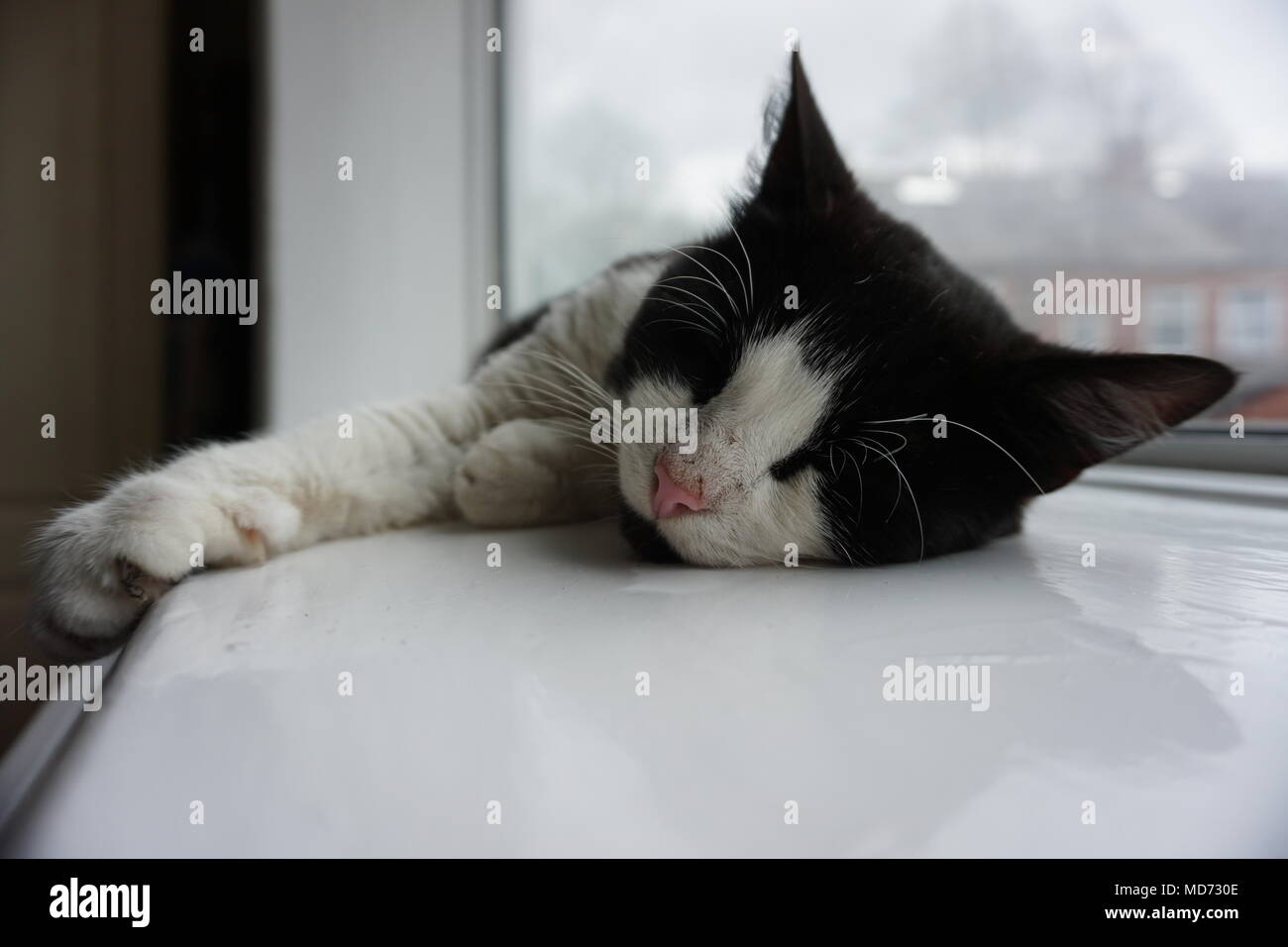 Black & White Cat Sleeping On Window Sill Stock Photo