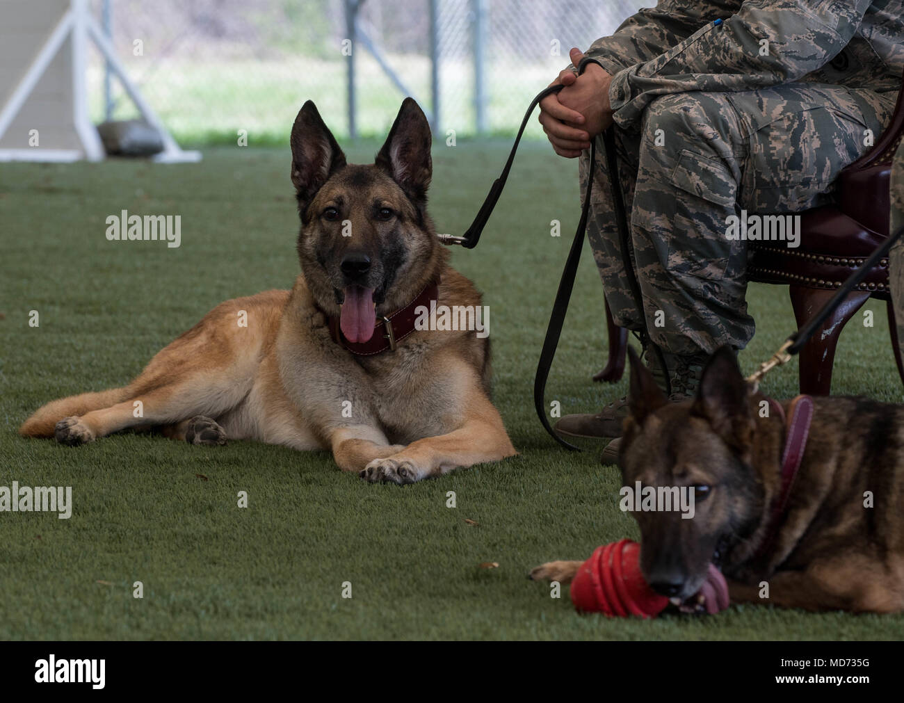 Kuno, 2nd Security Forces Squadron military working dog, lies on the ground after his entrance prior to a MWD retirement ceremony at Barksdale Air Force Base, La., March 16, 2018. The ceremony was held to honor MWD Kuno and MWD Rico for their service at the 2nd SFS. (U.S. Air Force photo by Airman 1st Class Tessa B. Corrick) Stock Photo