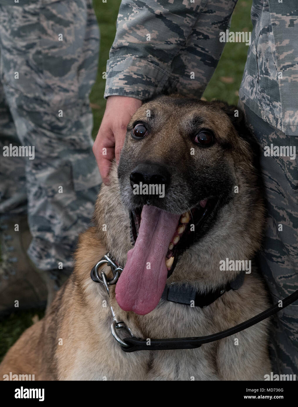 Senior Airman Jesse Terrigino, 2nd Security Forces Squadron military working dog trainer, pets Kuno, 2nd SFS MWD, after the completion of Kuno’s retirement ceremony at Barksdale Air Force Base, La., March 16, 2018. Kuno was adopted by Terrigino and is staying with him for the rest of his life. (U.S. Air Force photo by Airman 1st Class Tessa B. Corrick) Stock Photo