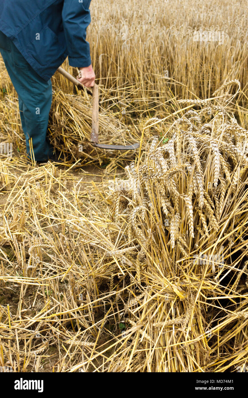 Farmer harvesting rice crop in field Stock Photo