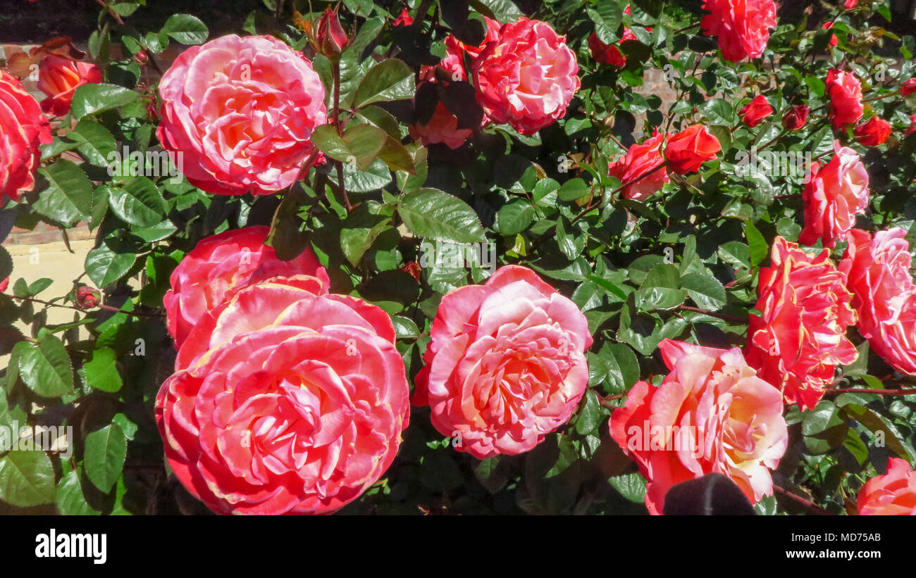 Roses are in Bloom Stock Photo Alamy