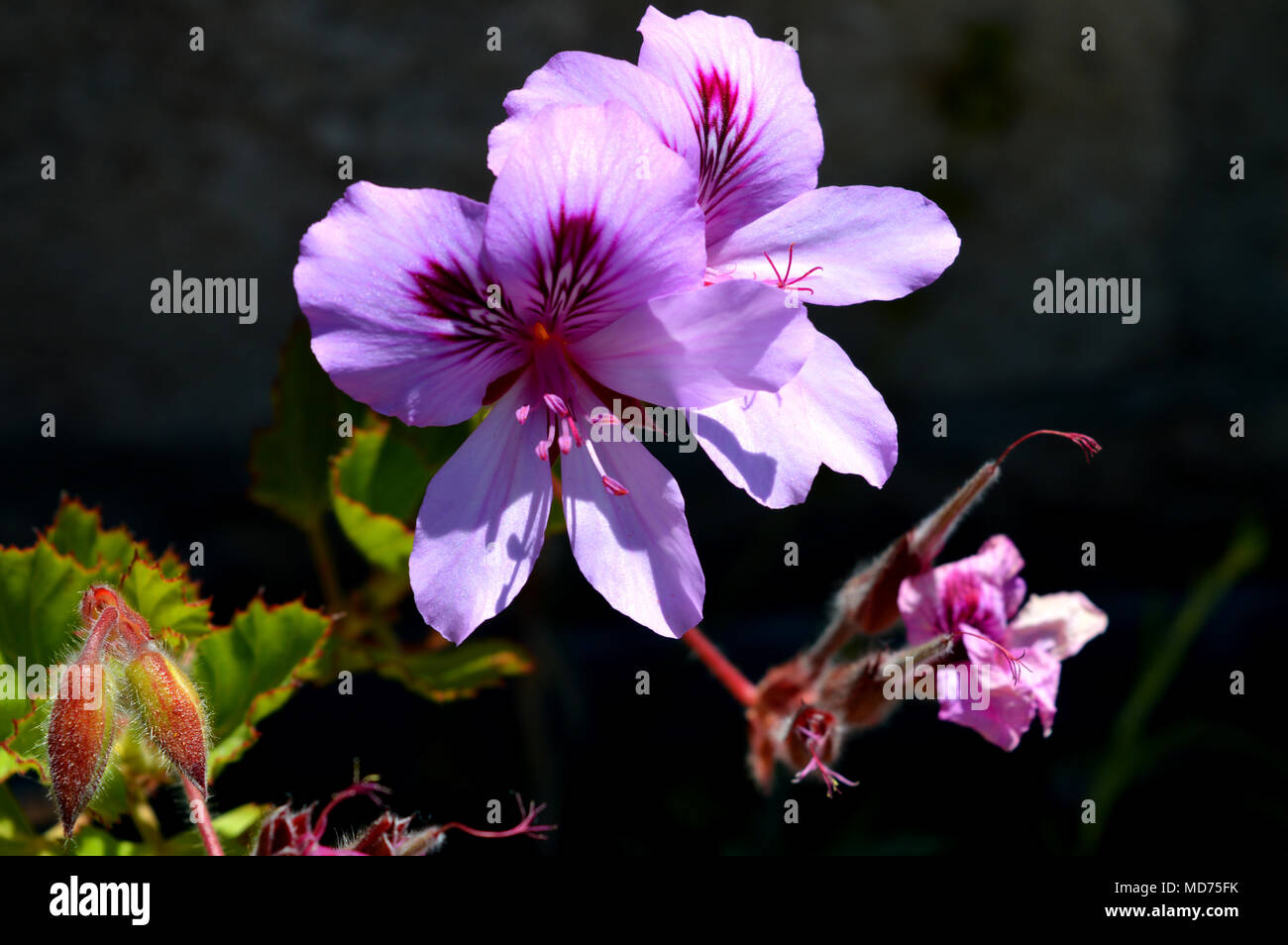 Close-up of Pelargonium Flowers, Geranium, Storksbills Stock Photo