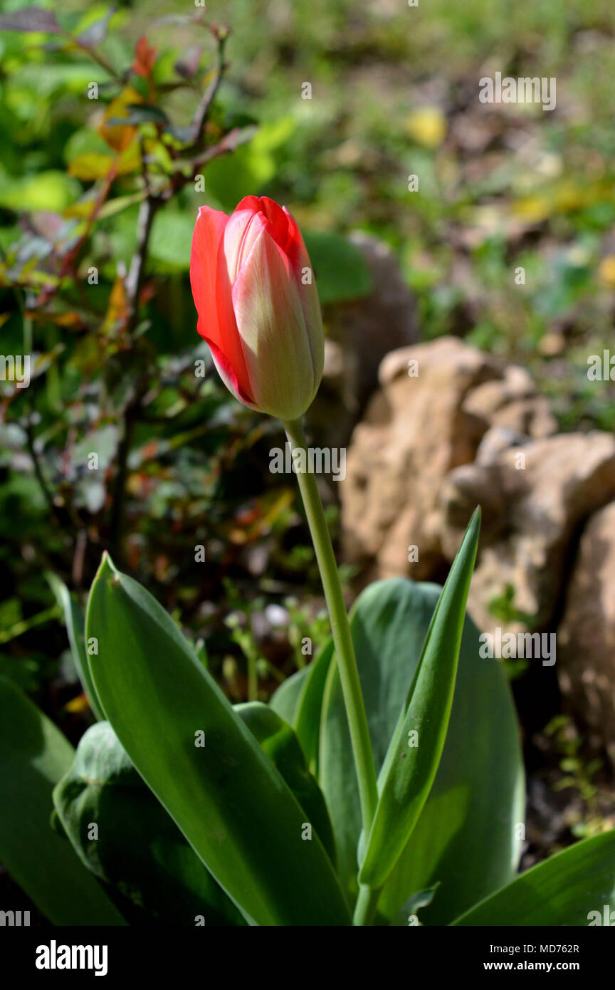 Close-up of a Closed Red Tulip, Nature Stock Photo
