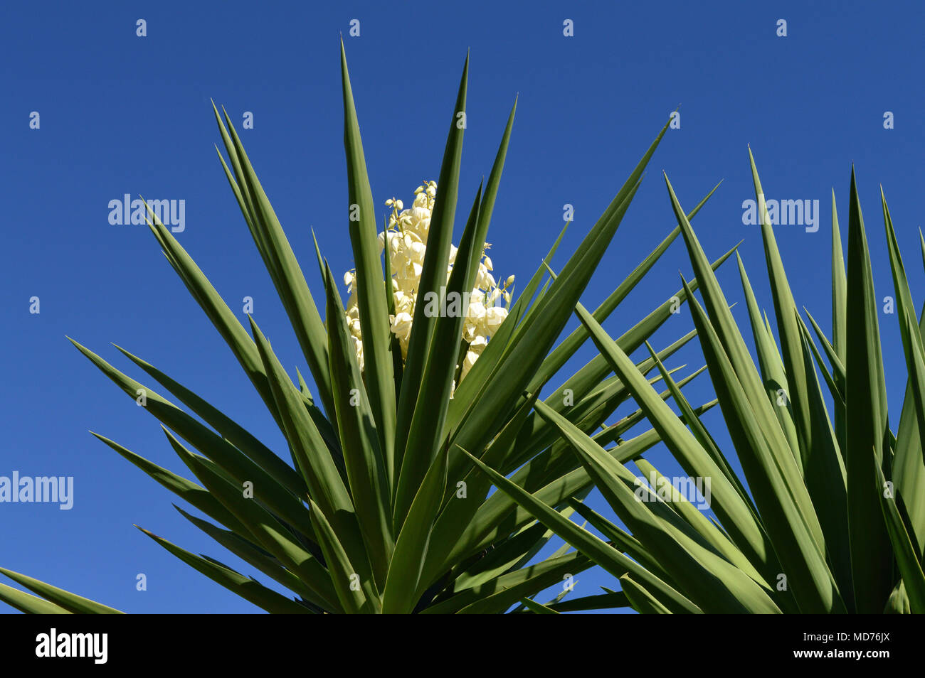 Close-up of a Yucca Plant in Bloom, Nature, Background, Sicily Stock Photo