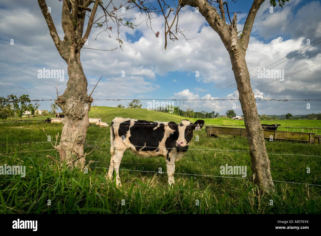 Livestock assistance program hi-res stock photography and images - Alamy