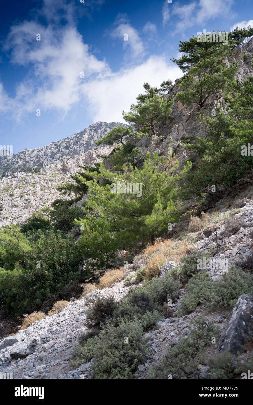 Plants on rocky mountain against sky, Crete, Greece Stock Photo