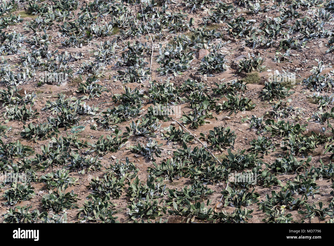 Cochineal culture in the Lurin river valley, Lima, Peru Stock Photo Alamy