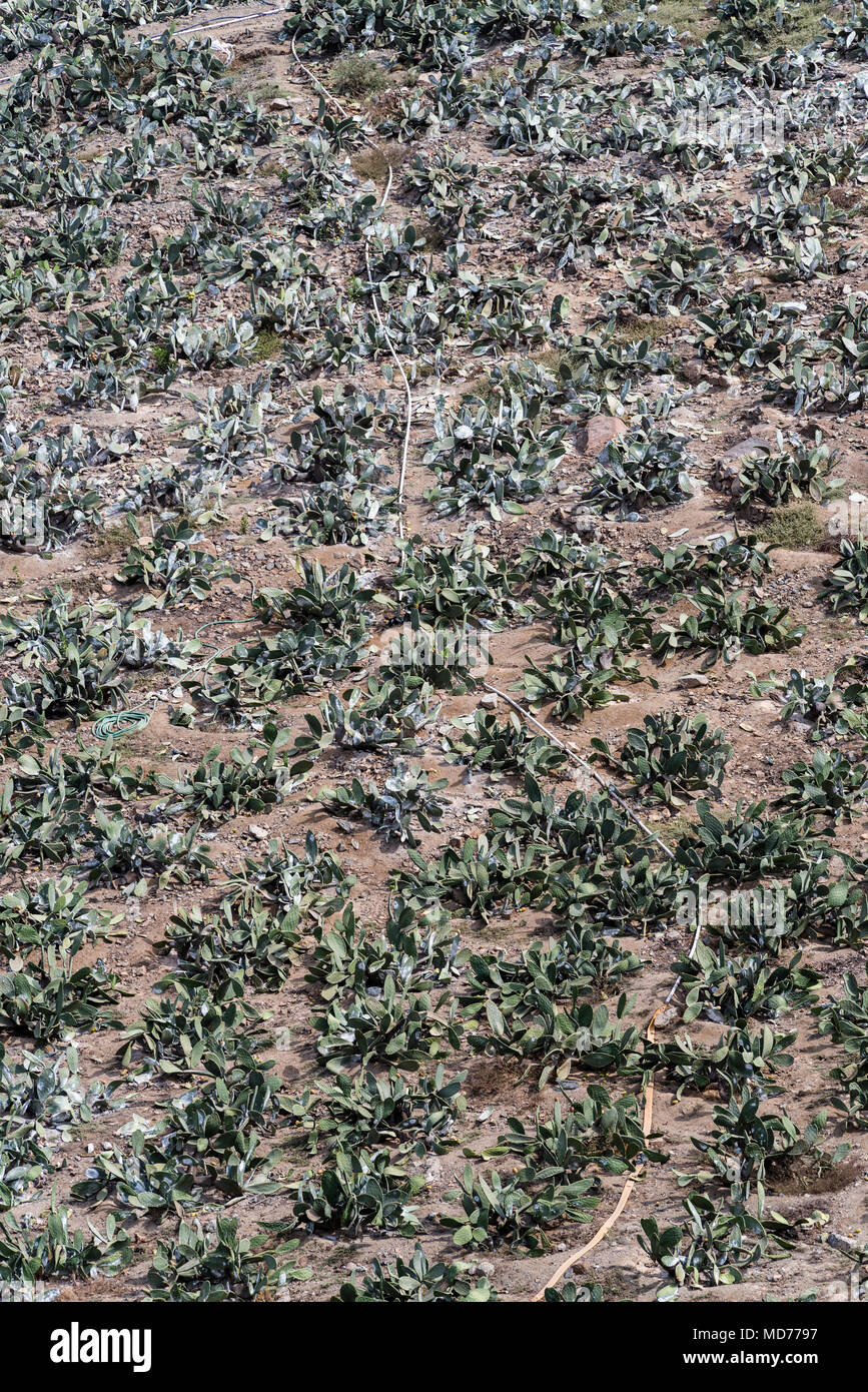 Cochineal culture in the Lurin river valley, Lima, Peru Stock Photo Alamy