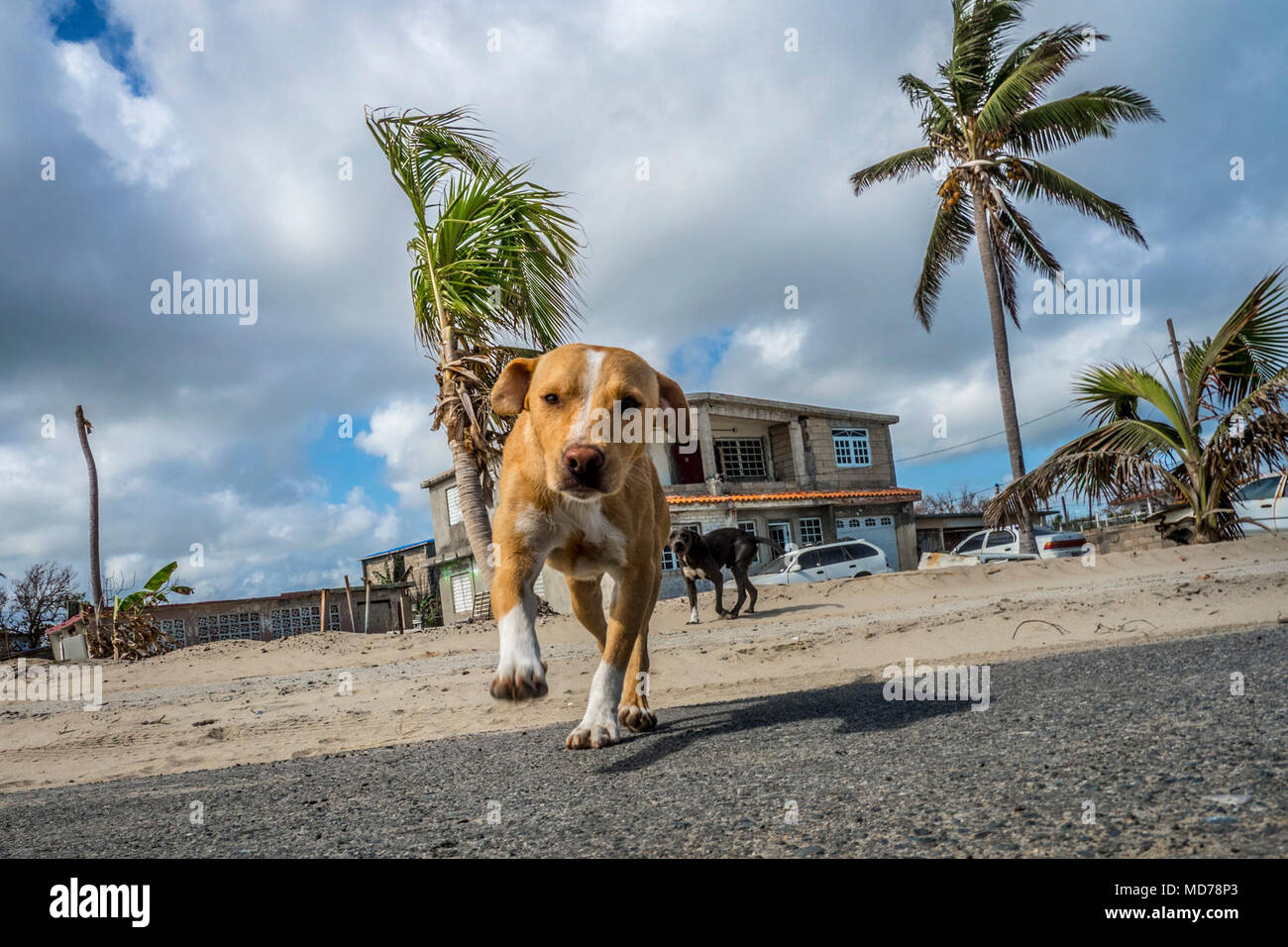 Like most of the island residents, those who live in the coastal town of Loiza, Puerto Rico still finds themselves cleaning up after the storms. Not only did Hurricane Maria damaged the town, but it destroyed the natural barriers that keep the waters from rising and continually damaging the coast roads. Stock Photo